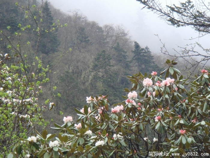 调整大小 DSC04608.jpg
