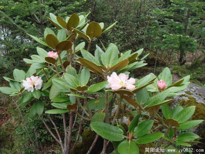 调整大小 DSC04604.jpg