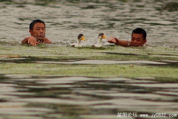 抢鸭子.jpg