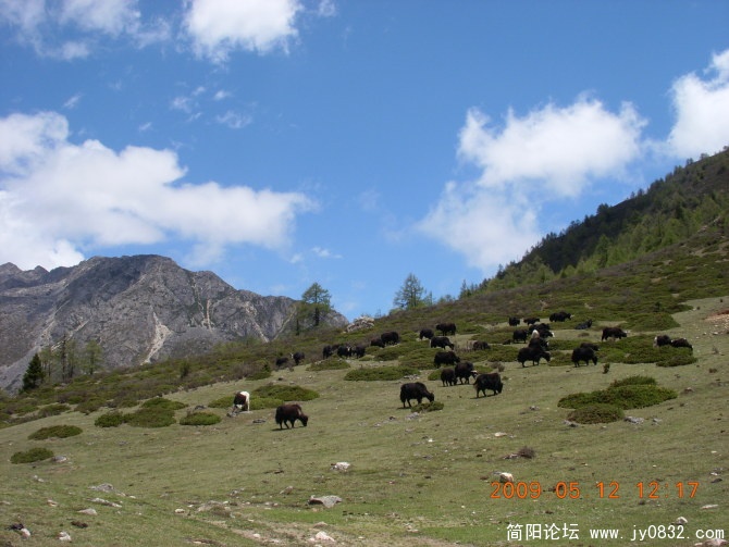 雪山、草原牧场、成群的牛羊，浑然一体！