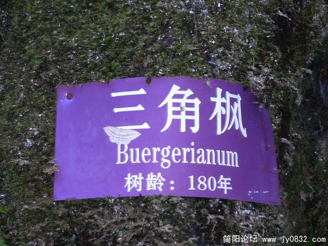 2009.5.29黑竹沟 098.JPG