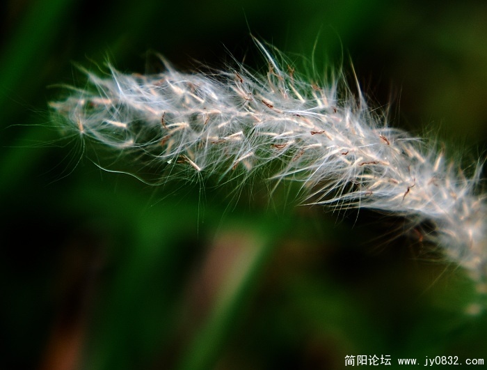 花草1.jpg