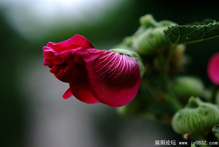 花草4.jpg