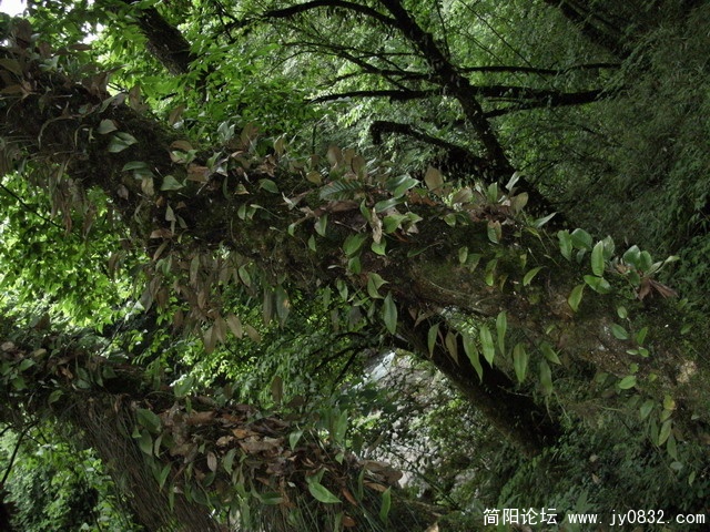 奇怪的现象--树干直接长树叶