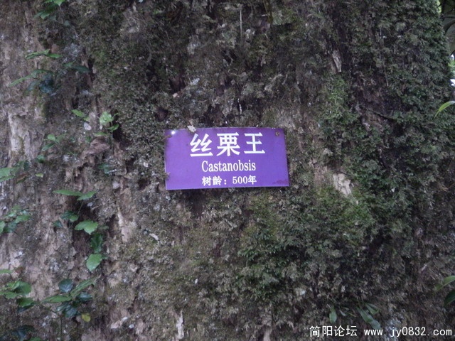 2009.5.29黑竹沟 099.JPG