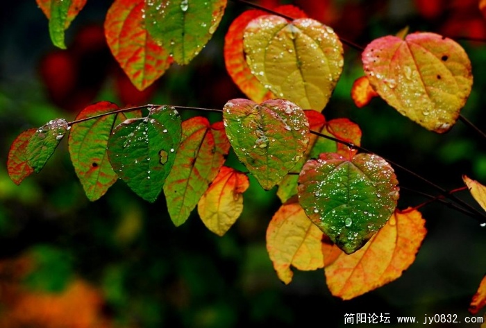 20092623374086690.jpg