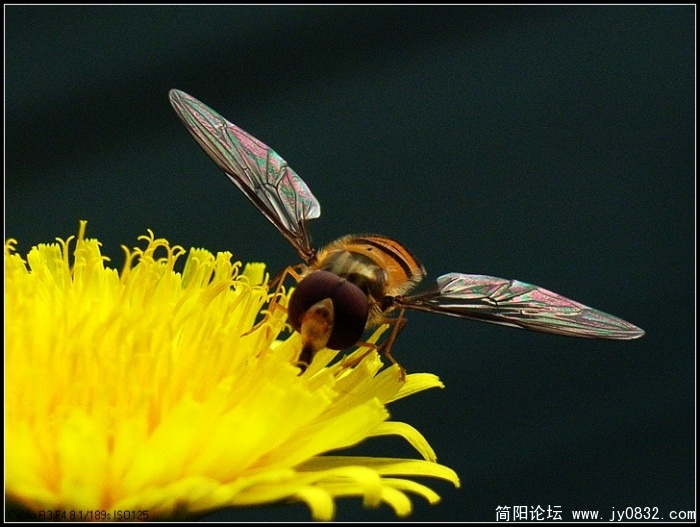 20095810363289337.jpg