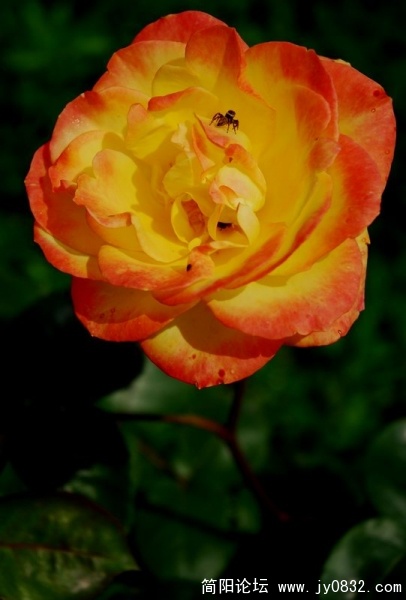 2009262340654016.jpg