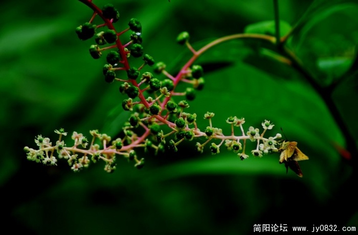 2009262340637309.jpg
