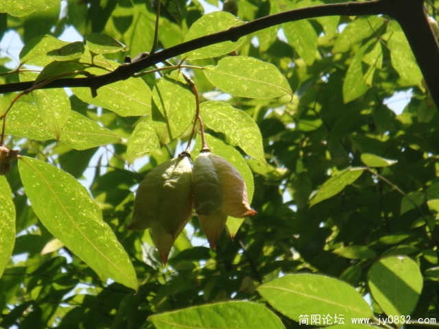 无名野果