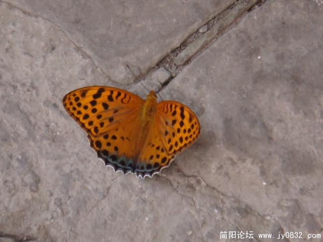 路上的蝴蝶
