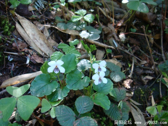 野花