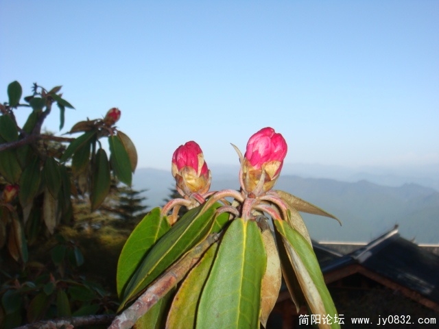 DSC00986.JPG