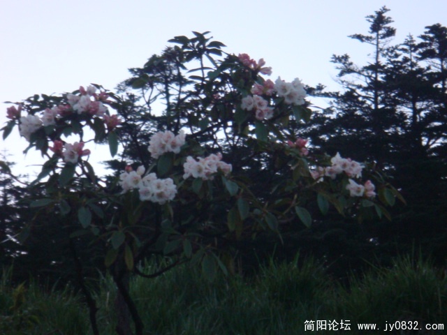 路旁的杜鹃花