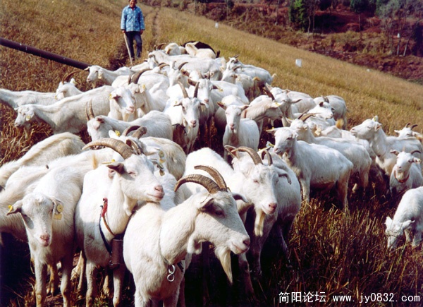 简阳大耳羊.jpg