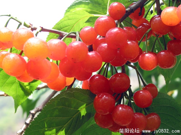 简阳市老君樱桃 (1).jpg