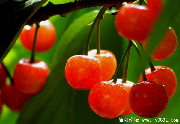 简阳市老君樱桃 (2).jpg