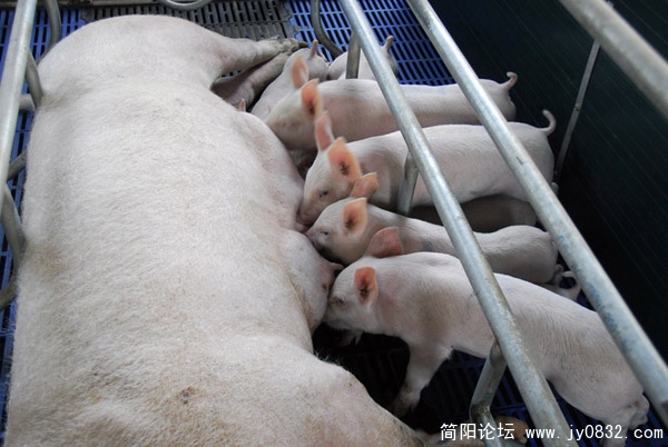 简阳市畜牧食品局三岔畜牧兽医站产仔母猪.JPG