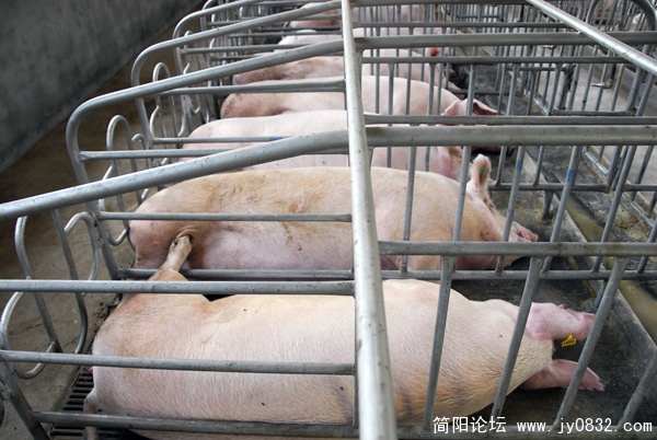 简阳市三级良繁体系原种场3.JPG