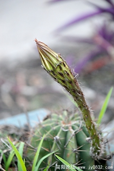 DSC_2430.jpg
