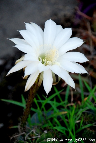 DSC_2441.jpg