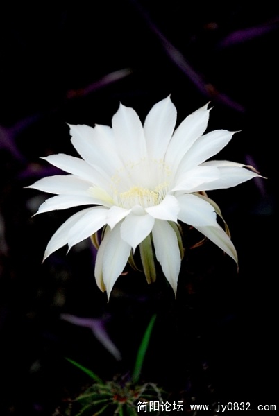 DSC_2443.jpg