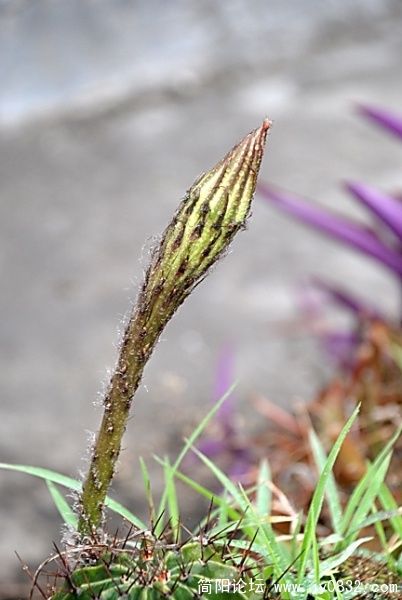 DSC_2433.jpg