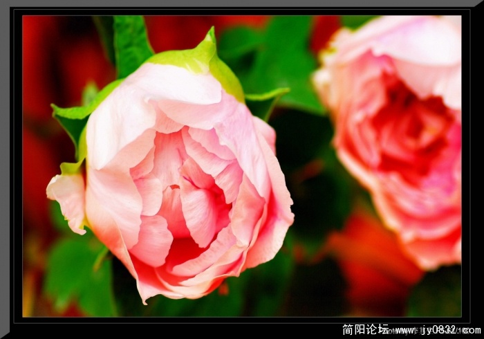 照片 2403.jpg