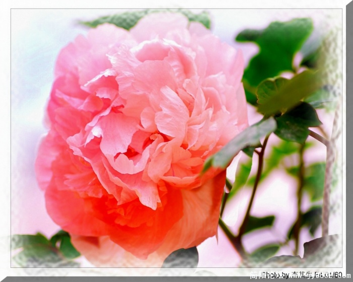 照片 2414_备份.jpg
