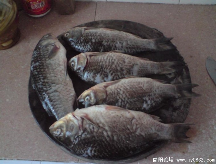 是鲫鱼哈 没错嘛