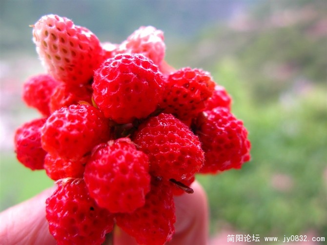 鲜润吧~~~想吃吧。纯天然的野生草莓