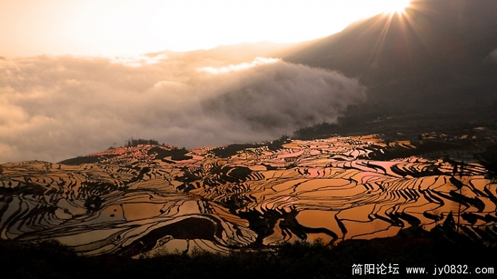 多衣树（元阳梯田）