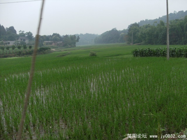 希望的田野