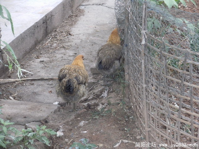 资格的土鸡