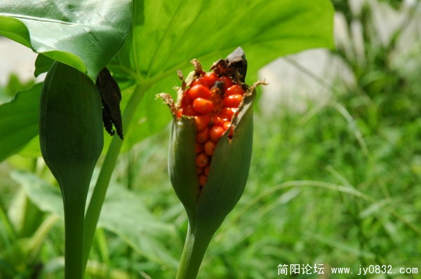 DSC_5995_调整大小.JPG