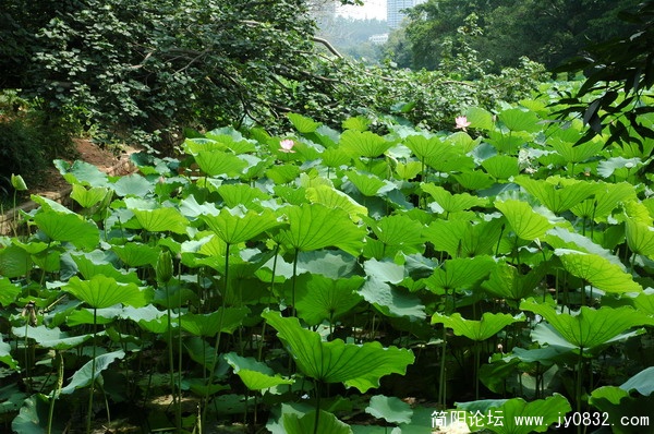 DSC_6003_调整大小.JPG