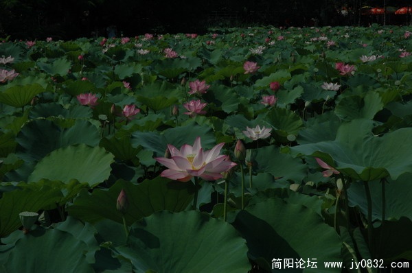 DSC_5947_调整大小.JPG