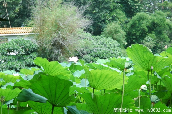 DSC_5999_调整大小.JPG