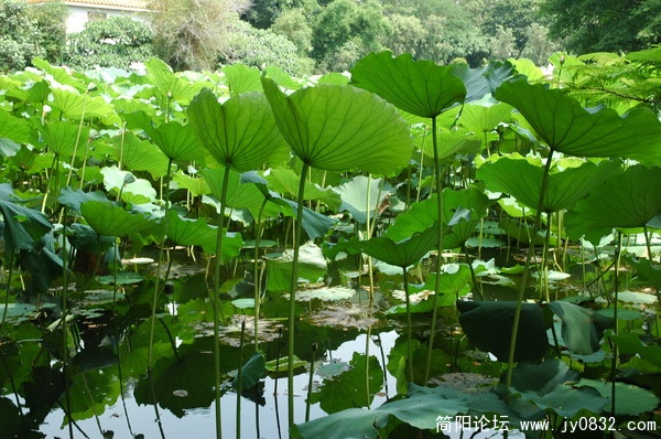 DSC_5998_调整大小.JPG