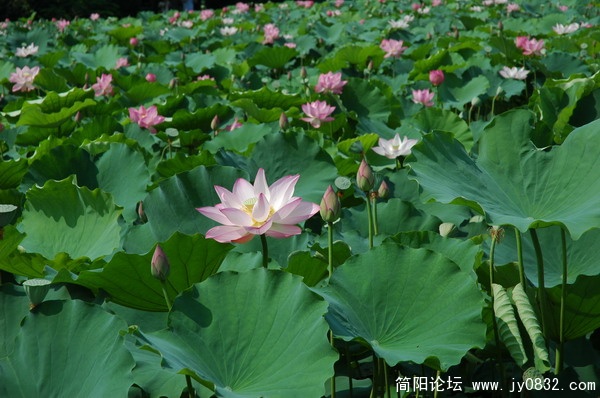 DSC_5946_调整大小.JPG
