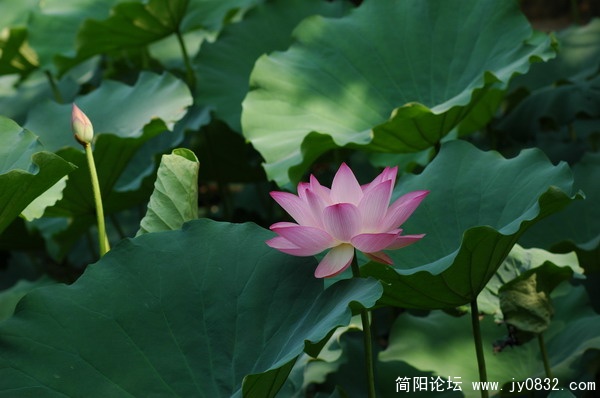 DSC_5917_调整大小.JPG