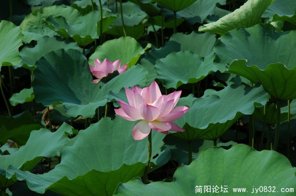 DSC_5934_调整大小.JPG