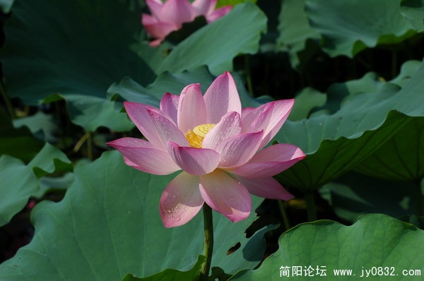 DSC_5918_调整大小.JPG