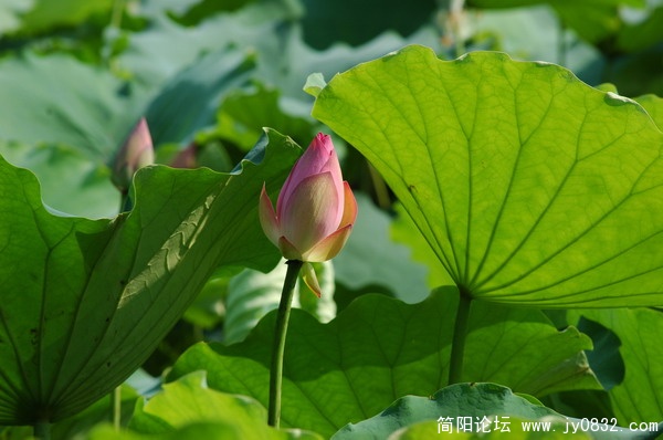 DSC_5915_调整大小.JPG