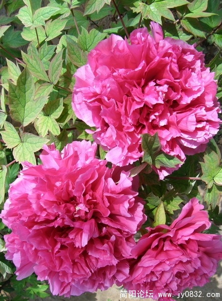 06.jpg