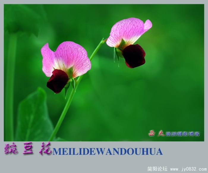 豌豆花——11.jpg