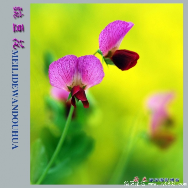 豌豆花——18副本.jpg
