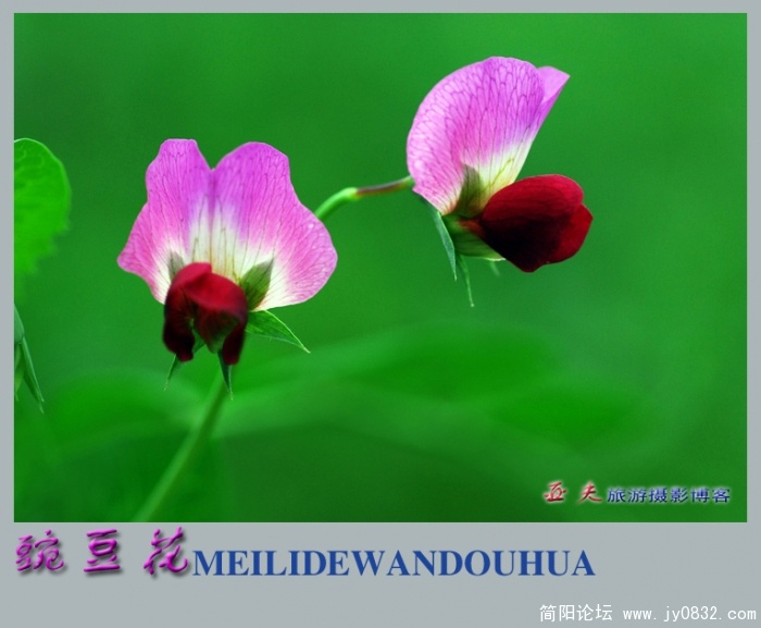 豌豆花——05副本.jpg
