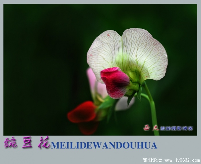 豌豆花——14.jpg