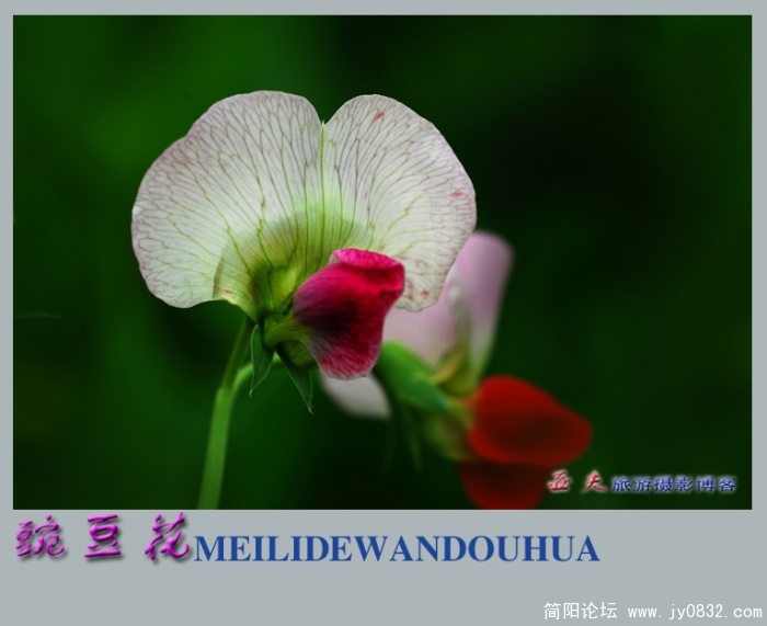 豌豆花——13.jpg